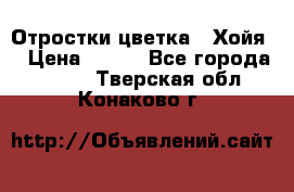 Отростки цветка  “Хойя“ › Цена ­ 300 - Все города  »    . Тверская обл.,Конаково г.